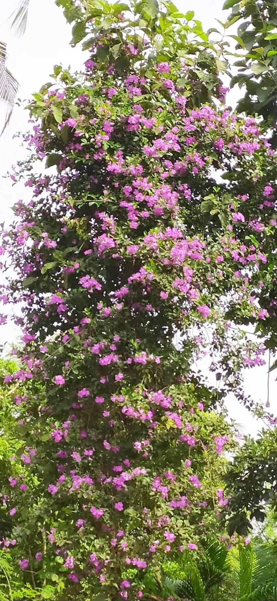Runnin Airport - Homestay Gurpur 外观 照片
